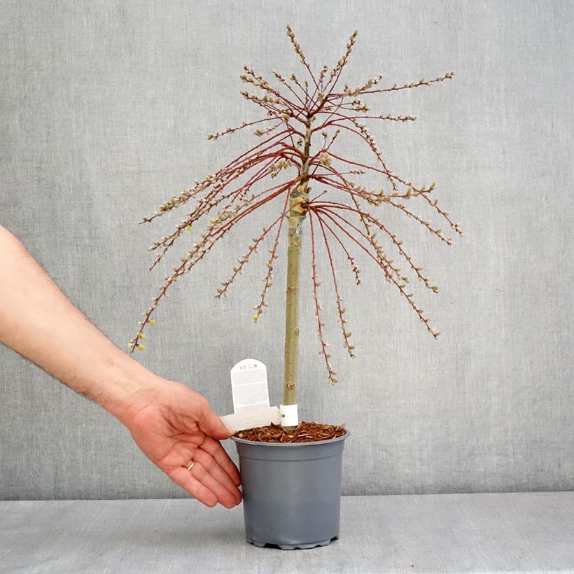 Exemplaar van Salix repens Armando - Kruipwilg Pot van 1,5 l/2 l, Laagstam zoals geleverd in de lente