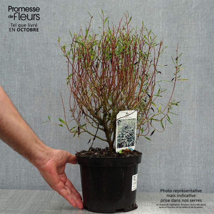 Exemplaar van Salix repens - Kruipwilg Pot van 2 l/3 l zoals geleverd in de herfst