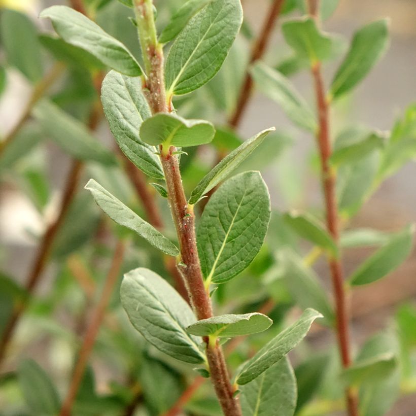 Salix repens - Kruipwilg (Blad)