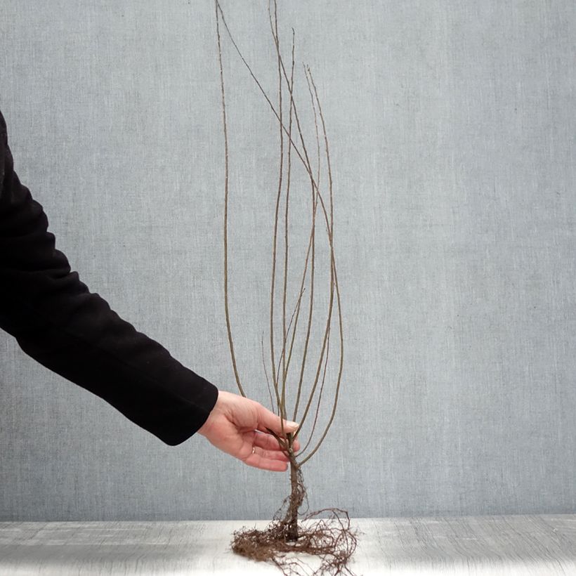 Exemplaar van Salix repens - Kruipwilg Naakte wortel, Struik zoals geleverd in de winter