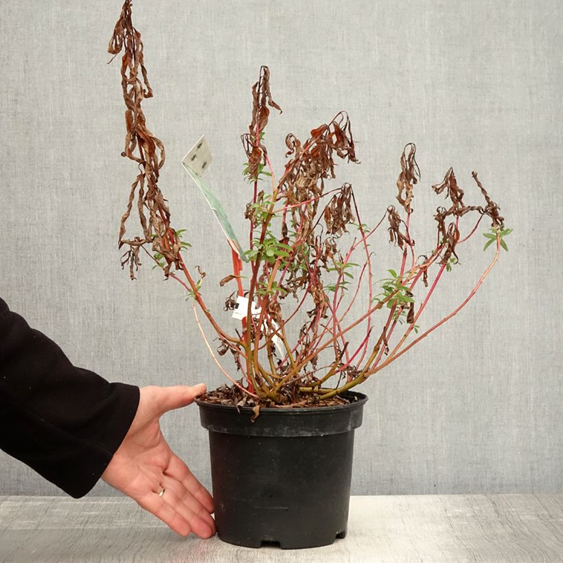 Exemplaar van Salix sachalinensis Sekka - Bandwilg Pot van 3 l/4 l zoals geleverd in de herfst