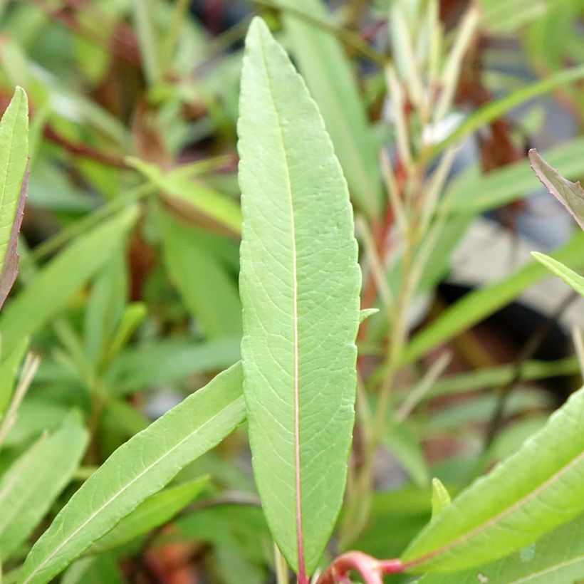 Salix sachalinensis Sekka - Bandwilg (Blad)