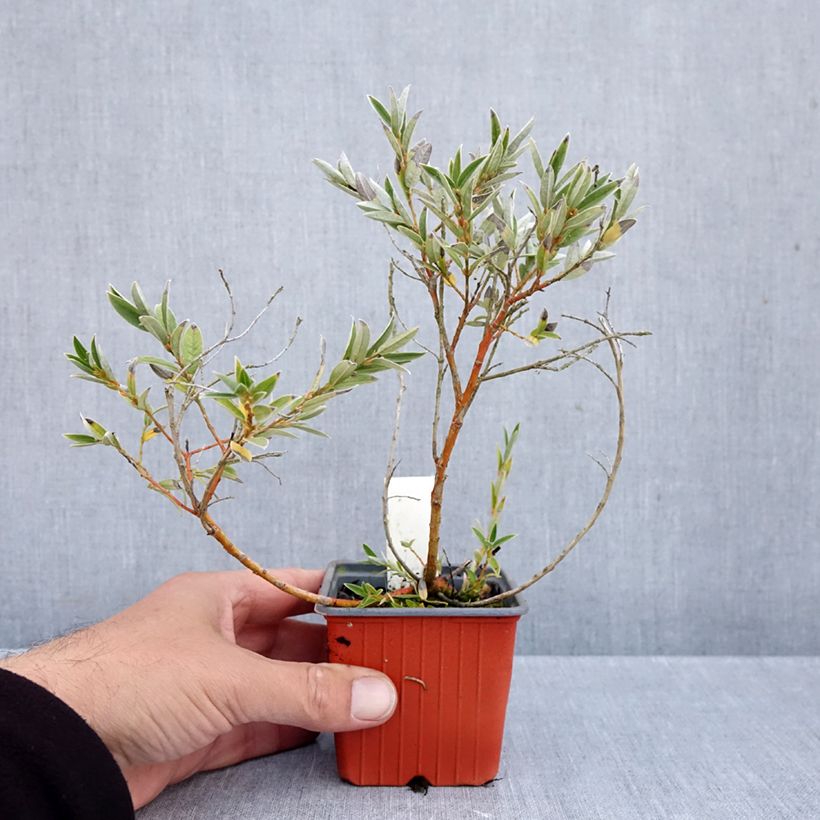 Exemplaar van Salix subopposita - Wilg Kweekpotje van 8/9 cm zoals geleverd in de herfst