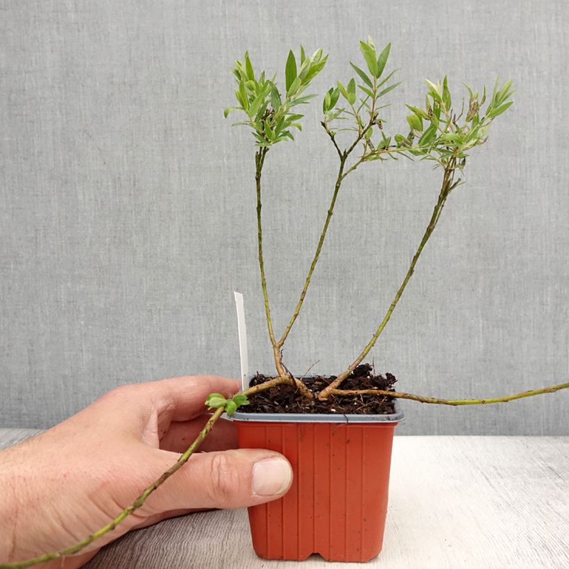 Exemplaar van Salix subopposita - Wilg Kweekpotje van 8/9 cm zoals geleverd in de lente