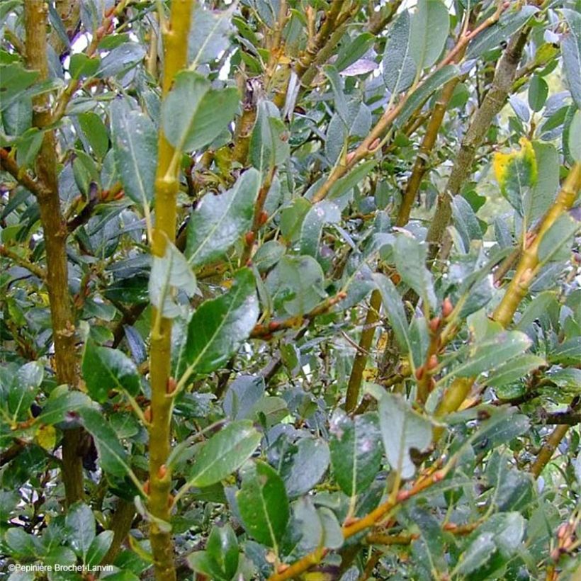 Salix x tetrapla - Wilg (Blad)