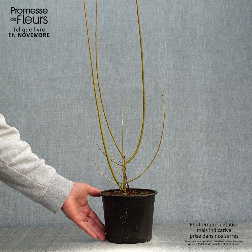 Exemplaar van Salix viminalis - Katwilg Pot van 1,5 l/2 l zoals geleverd in de herfst
