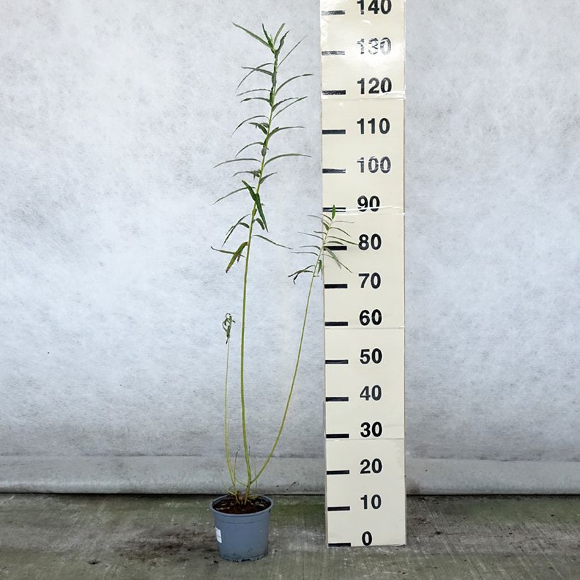 Exemplaar van Salix viminalis - Katwilg Pot van 1,5 l/2 l zoals geleverd in de zomer