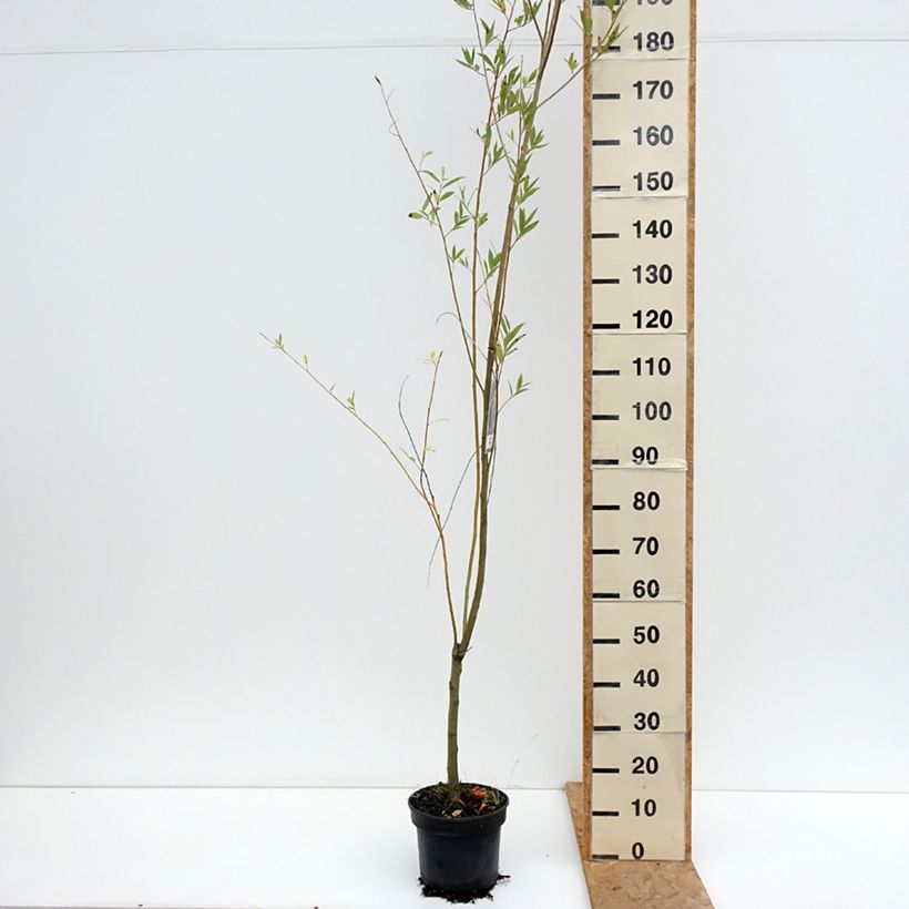 Exemplaar van Salix x fragilis Bullata - Kraakwilg Pot van 4 l/5 l zoals geleverd in de zomer