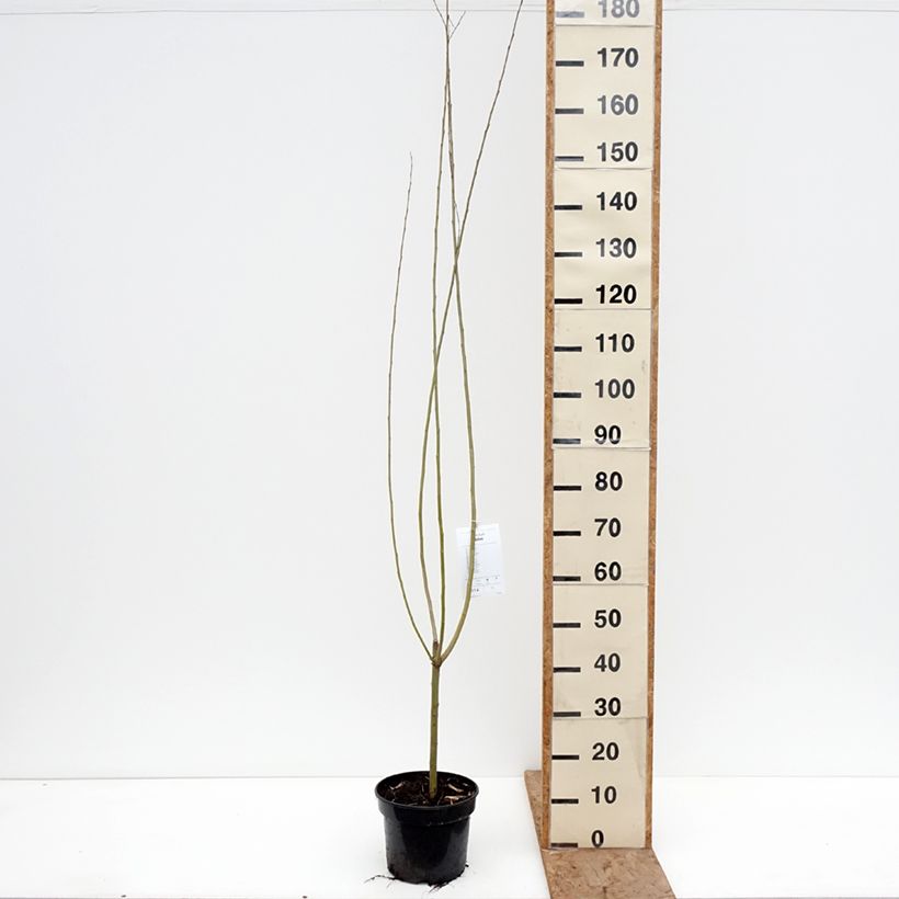 Exemplaar van Salix x fragilis Bullata - Kraakwilg Pot van 4 l/5 l zoals geleverd in de winter