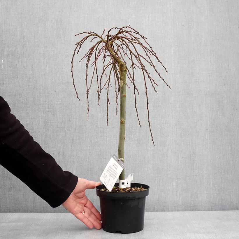 Exemplaar van Salix (x) simulatrix - Saule nain Pot de 2L/3L, Tige, Tige de 40 cm zoals geleverd in de winter