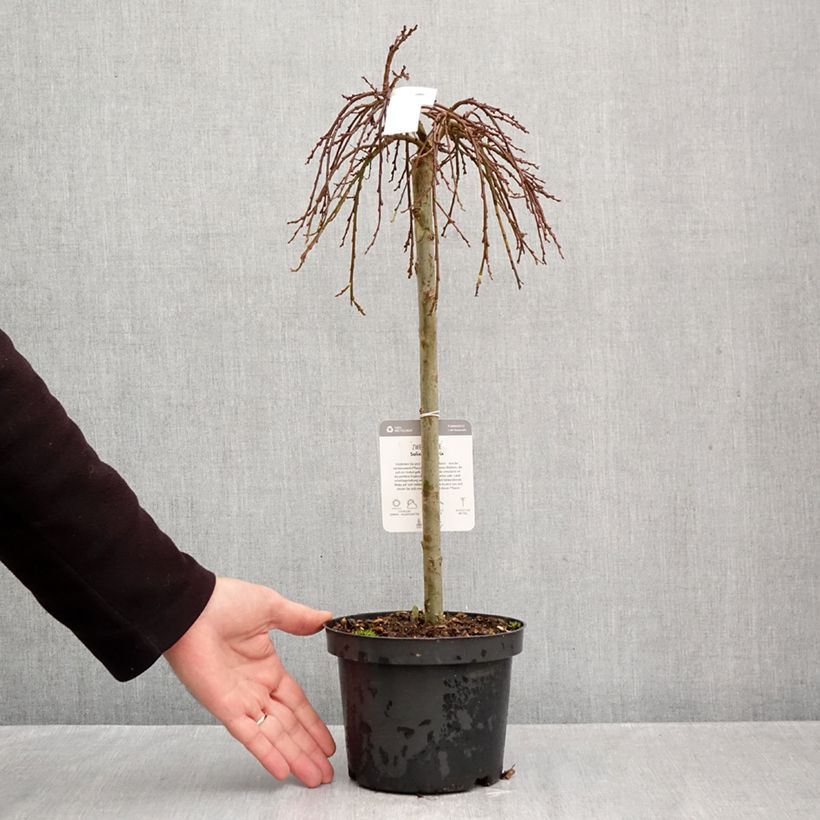 Exemplaar van Salix x simulatrix - Wilg Pot van 2 l/3 l, Stengel zoals geleverd in de herfst