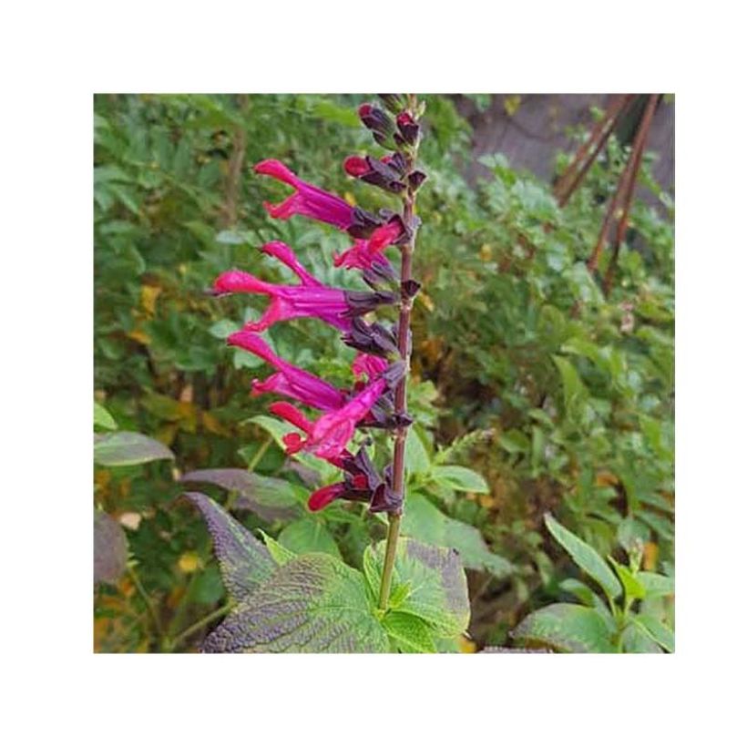 Salvia guaranitica Amante - Reuzensalie (Bloei)