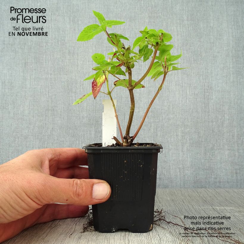 Exemplaar van Salvia guaranitica Amante - Reuzensalie Kweekpotje van 8/9 cm zoals geleverd in de herfst