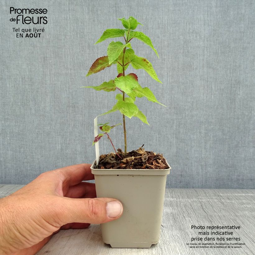 Exemplaar van Salvia guaranitica Amante - Reuzensalie Kweekpotje van 8/9 cm zoals geleverd in de zomer