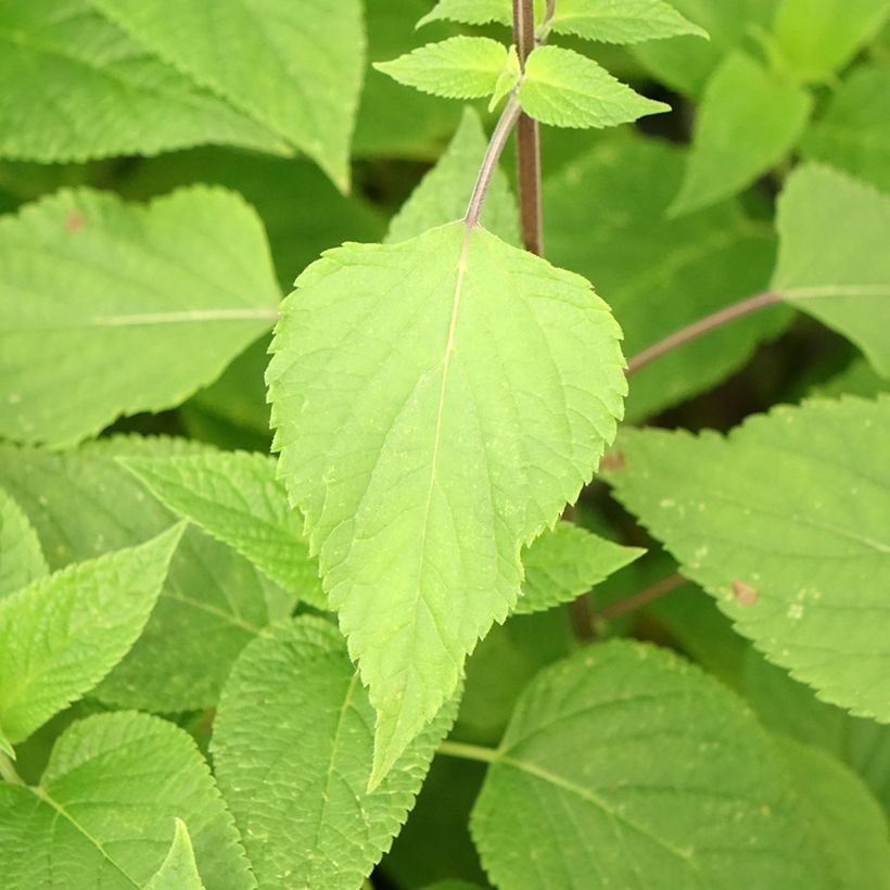 Salvia guaranitica Amante - Reuzensalie (Blad)