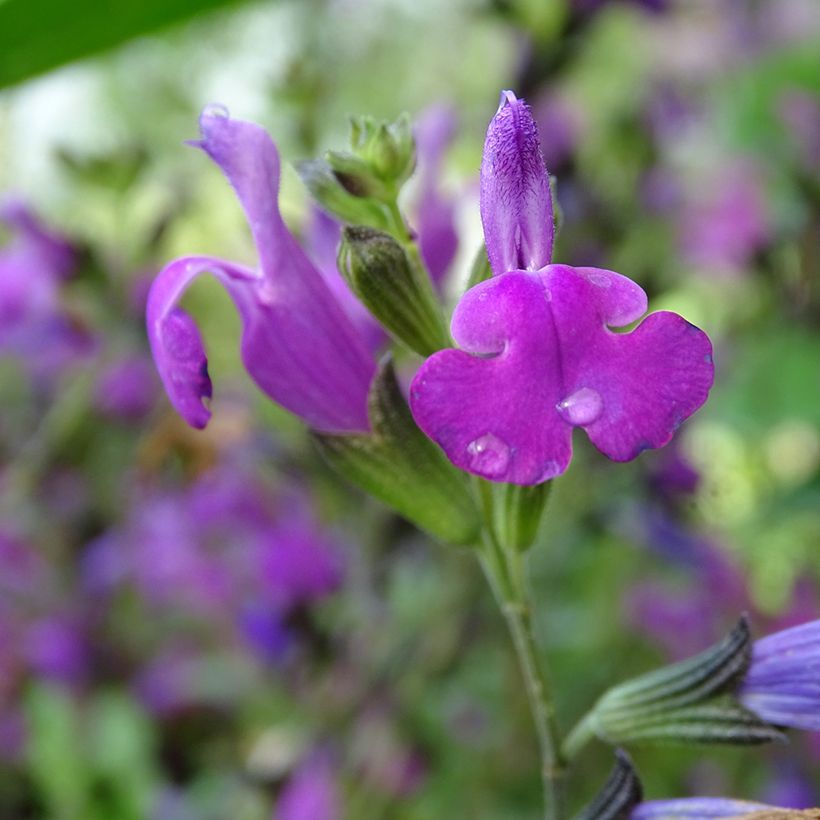 Salvia greggii ARCTIC BLAZE Purple Novasalpur - Herfstsalie (Bloei)