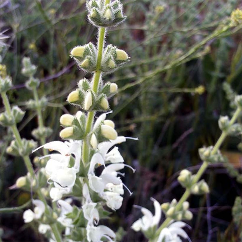 Salvia argentea - Zilversalie (Bloei)