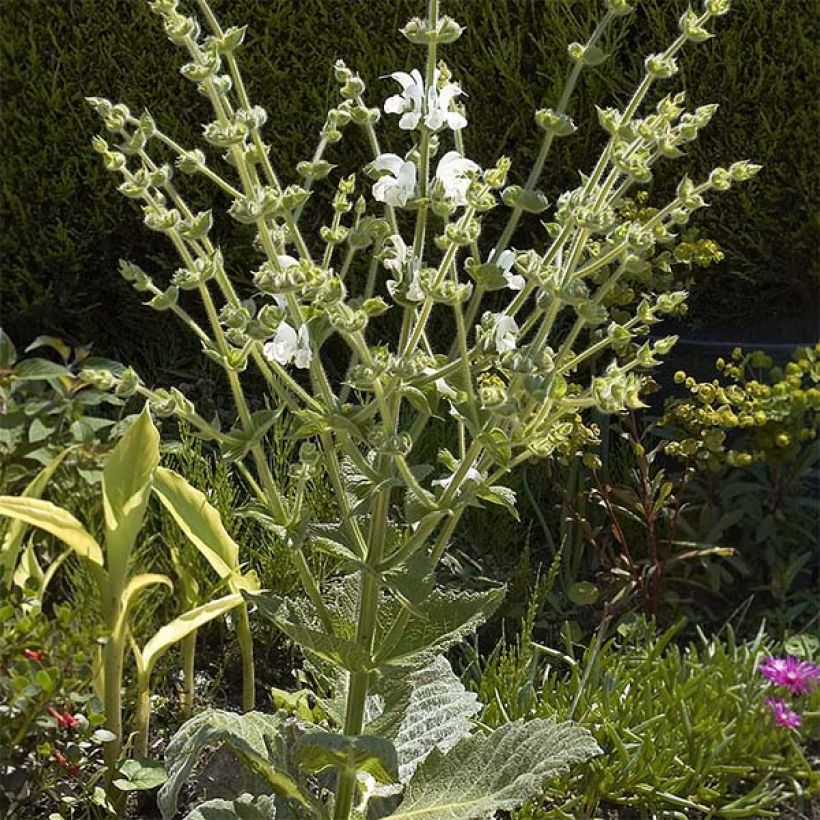 Salvia argentea - Zilversalie (Groeiplaats)