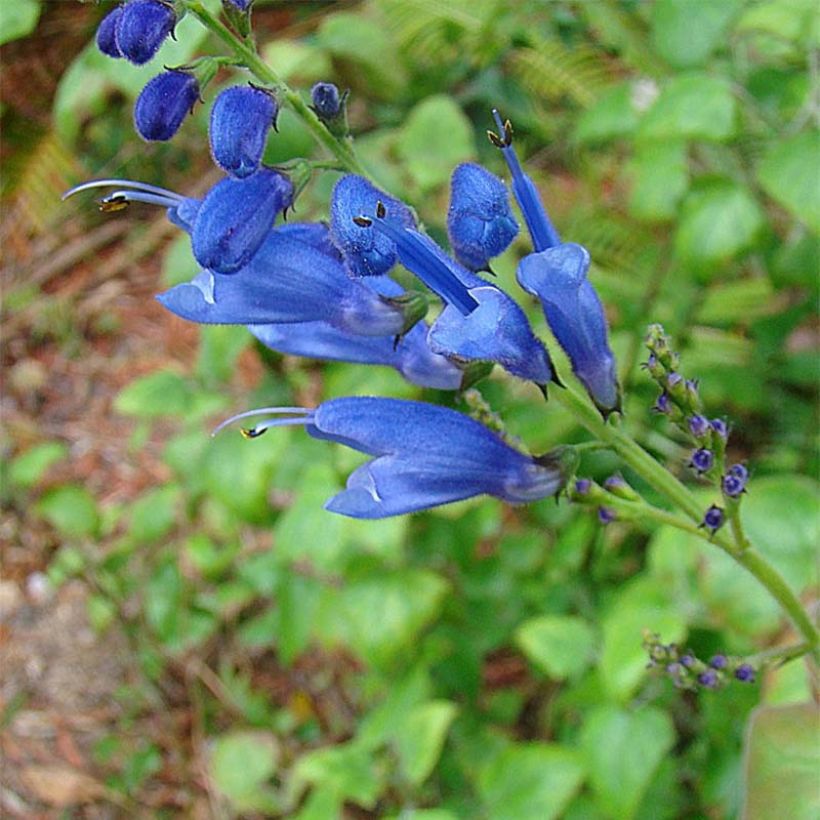 Salvia cacaliifolia - Salie (Bloei)