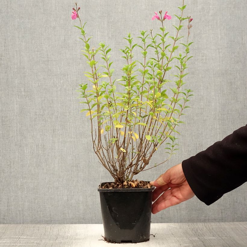 Exemplaar van Salvia Delice Feline - Herfstsalie Pot van 2 l/3 l zoals geleverd in de zomer