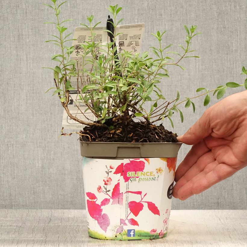 Exemplaar van Salvia jamensis Violette de Loire Barsal - Struiksalie Pot van 2 l/3 l zoals geleverd in de zomer