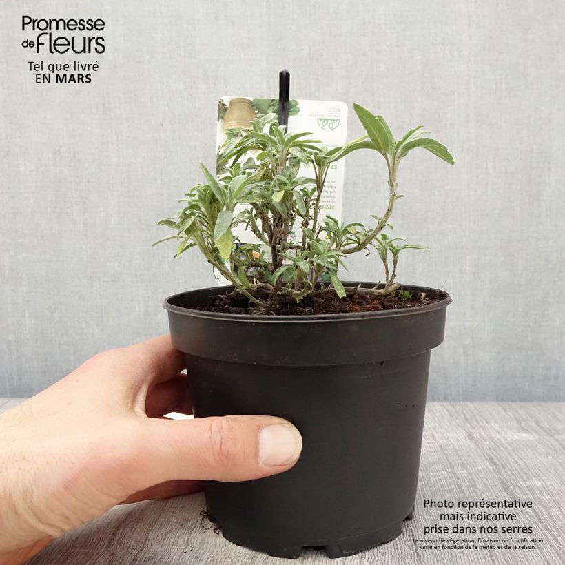 Exemplaar van Salvia lavandulifolia - Spaanse salie Pot van 1,5 l/2 l zoals geleverd in de lente