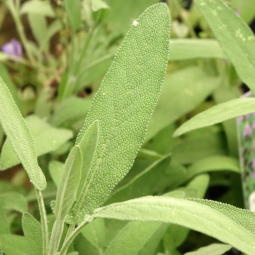 Salvia lavandulifolia - Spaanse salie (Blad)