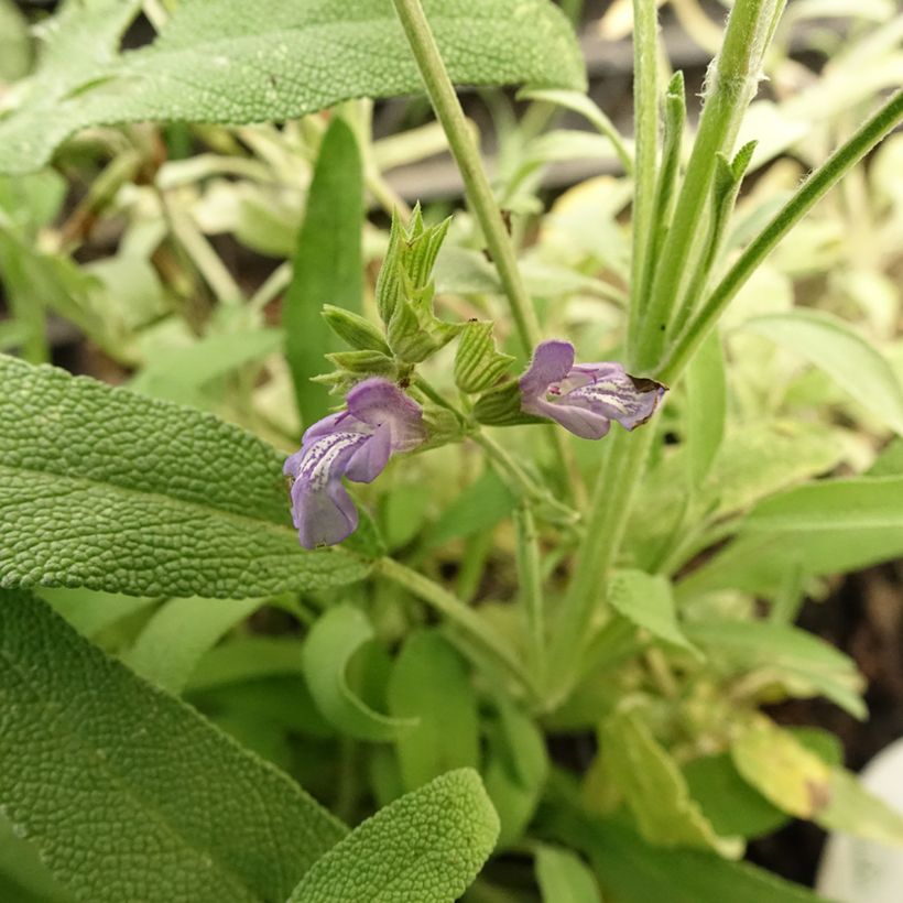 Salvia lavandulifolia - Spaanse salie (Bloei)