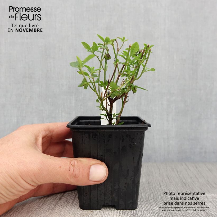 Exemplaar van Salvia microphylla Delice Aquamarine - Struiksalie Kweekpotje van 8/9 cm zoals geleverd in de herfst