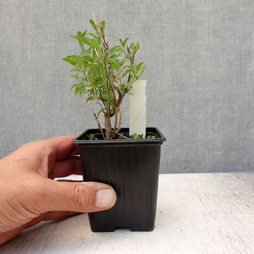 Exemplaar van Salvia microphylla Delice Aquamarine - Struiksalie Kweekpotje van 8/9 cm zoals geleverd in de zomer