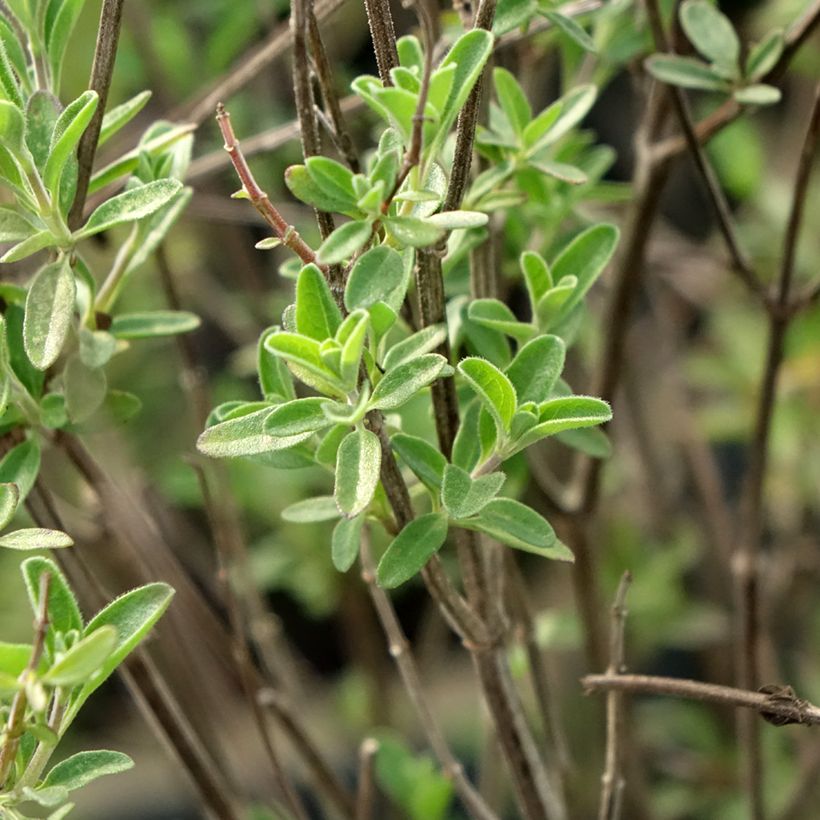 Salvia Delice Fiona - Struiksalie (Blad)