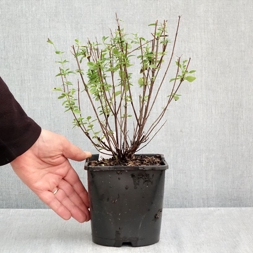 Exemplaar van Salvia Delice Fiona - Struiksalie Pot van 2 l/3 l zoals geleverd in de herfst
