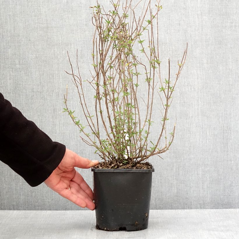 Exemplaar van Salvia microphylla Delice Fiona - Sauge arbustive Pot de 2L/3L zoals geleverd in de winter