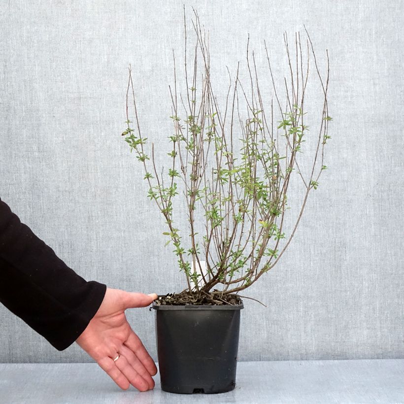 Exemplaar van Salvia Delice Fiona - Struiksalie Pot van 2 l/3 l zoals geleverd in de lente