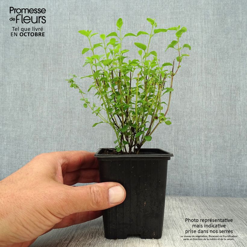 Exemplaar van Salvia microphylla Little Kiss - Struiksalie Kweekpotje van 8/9 cm zoals geleverd in de herfst