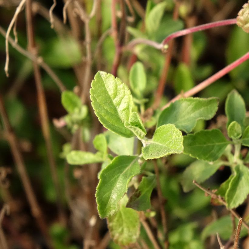 Salvia microphylla Little Kiss - Struiksalie (Blad)
