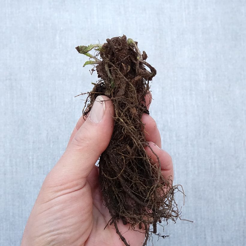 Exemplaar van Salvia nemorosa Blauhügel - Bossalie Naakte wortel zoals geleverd in de winter