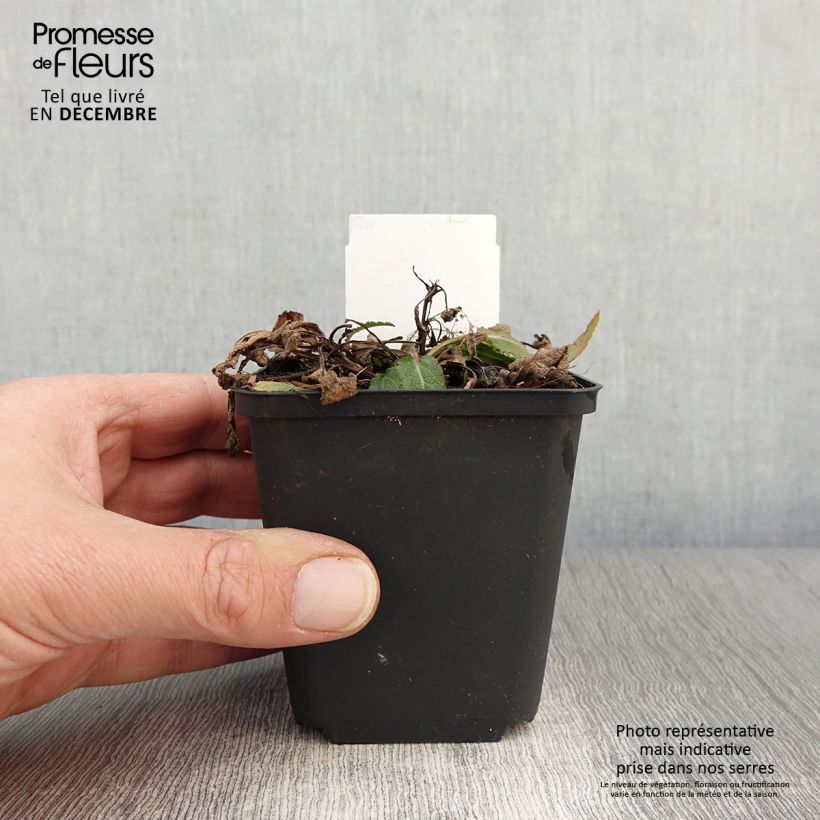 Exemplaar van Salvia nemorosa Blue Bouquetta - Bossalie Kweekpotje van 8/9 cm zoals geleverd in de herfst