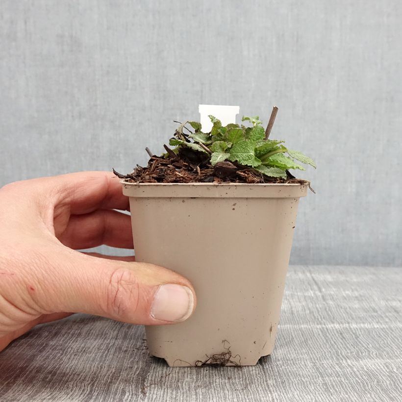 Exemplaar van Salvia nemorosa Blue Bouquetta - Bossalie Kweekpotje van 8/9 cm zoals geleverd in de lente