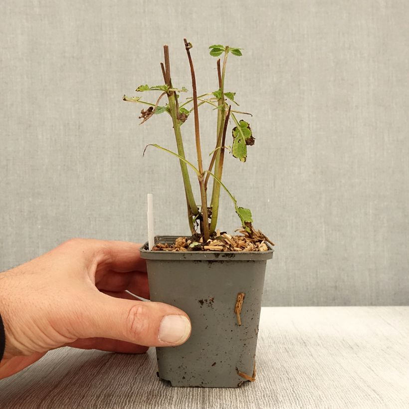 Exemplaar van Salvia nemorosa Blue Marvel - Sauge des bois Godet de 8/9 cm zoals geleverd in de herfst
