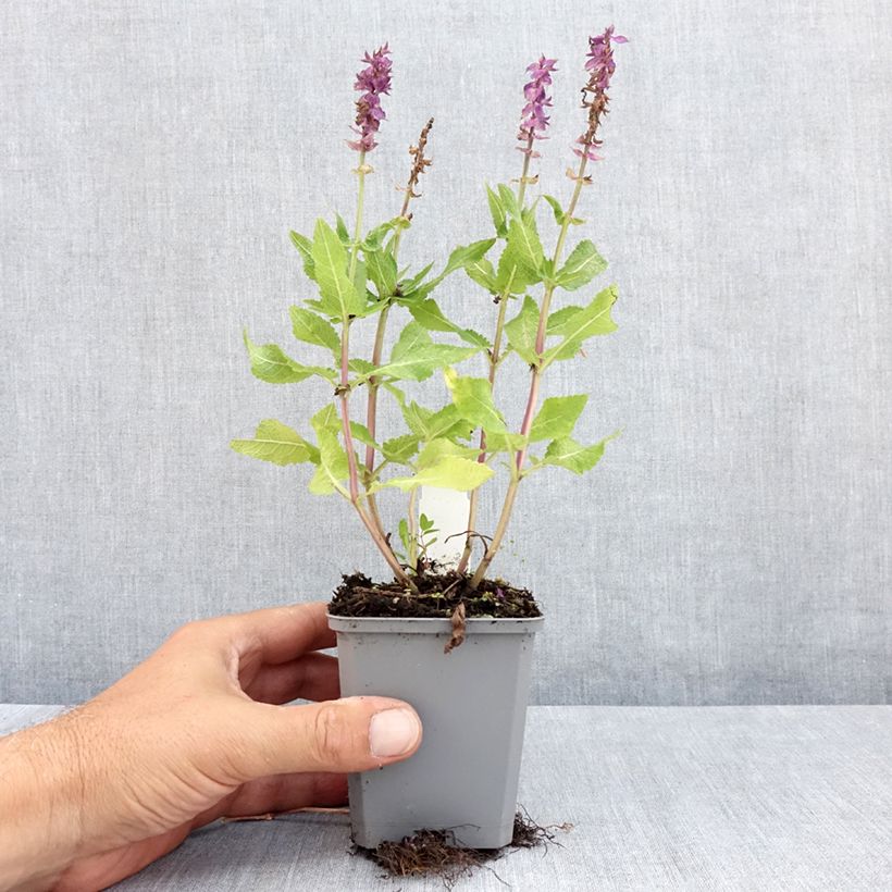 Exemplaar van Salvia nemorosa Blue Marvel - Bossalie Kweekpotje van 8/9 cm zoals geleverd in de zomer