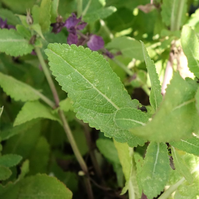 Salvia nemorosa Blue Marvel - Bossalie (Blad)