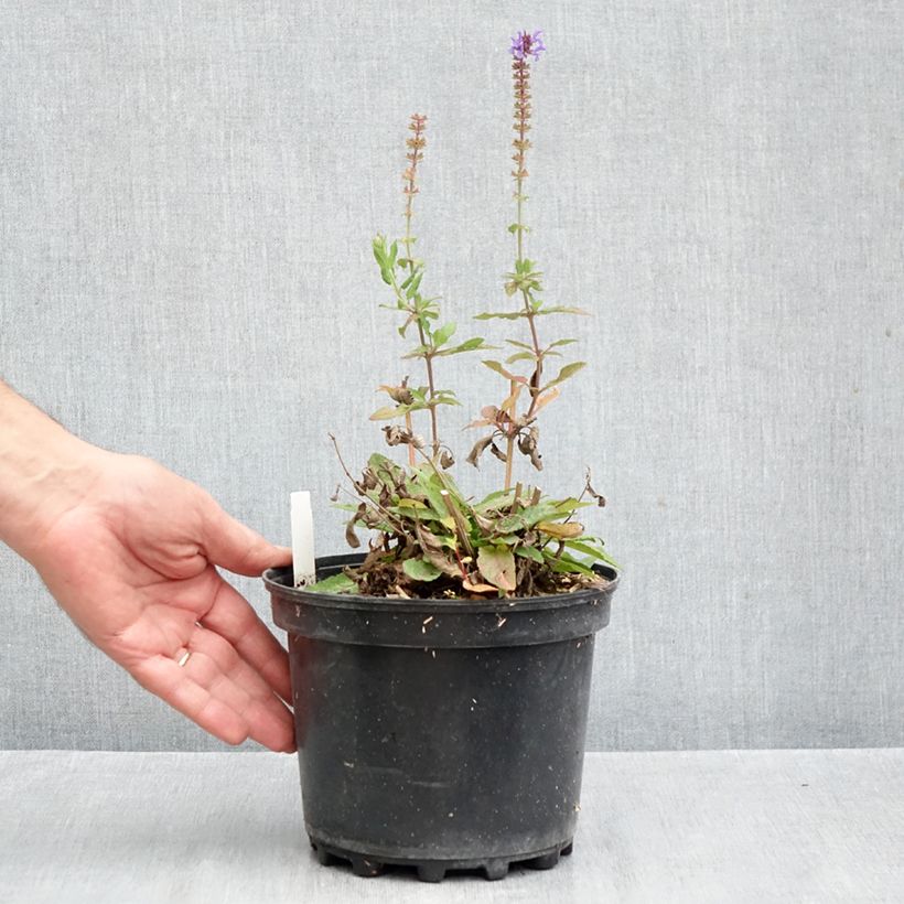 Exemplaar van Salvia nemorosa Blue Marvel - Bossalie Pot van 2 l/3 l zoals geleverd in de herfst