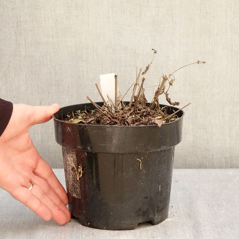 Exemplaar van Salvia nemorosa Blue Marvel - Bossalie Pot van 2 l/3 l zoals geleverd in de winter