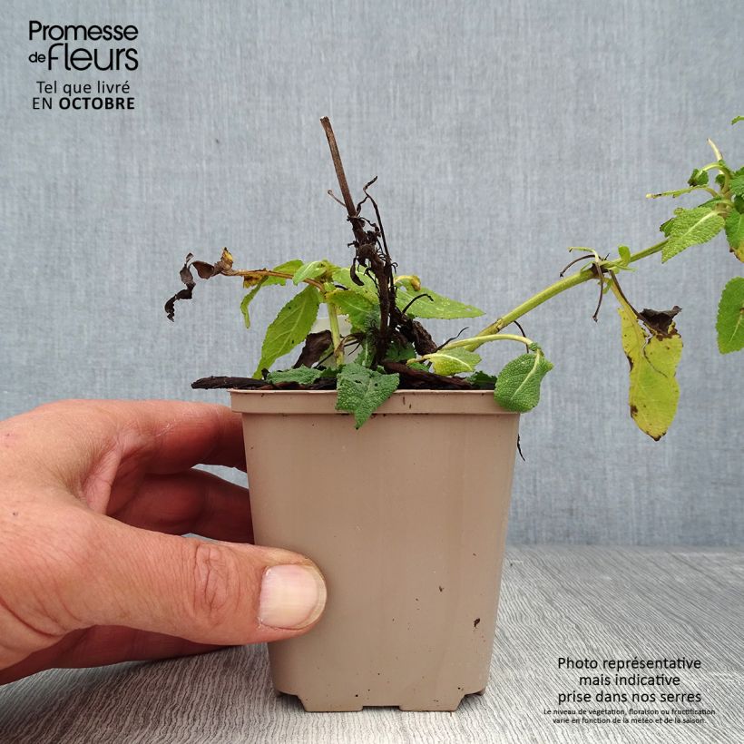 Exemplaar van Salvia nemorosa Bumblesky Godet de 8/9 cm zoals geleverd in de herfst