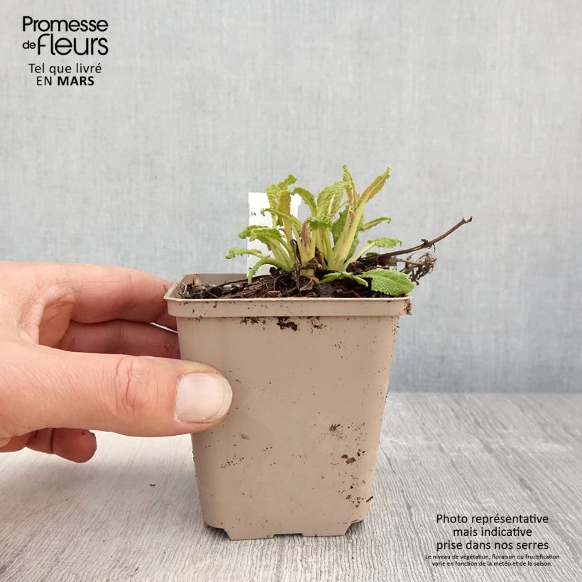 Exemplaar van Salvia nemorosa Bumblesky - Bossalie Kweekpotje van 8/9 cm zoals geleverd in de lente