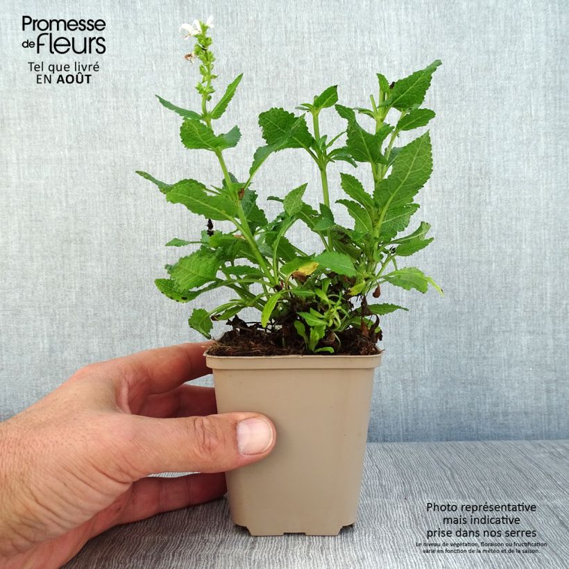 Exemplaar van Salvia nemorosa Bumblesnow - Bossalie Kweekpotje van 8/9 cm zoals geleverd in de zomer