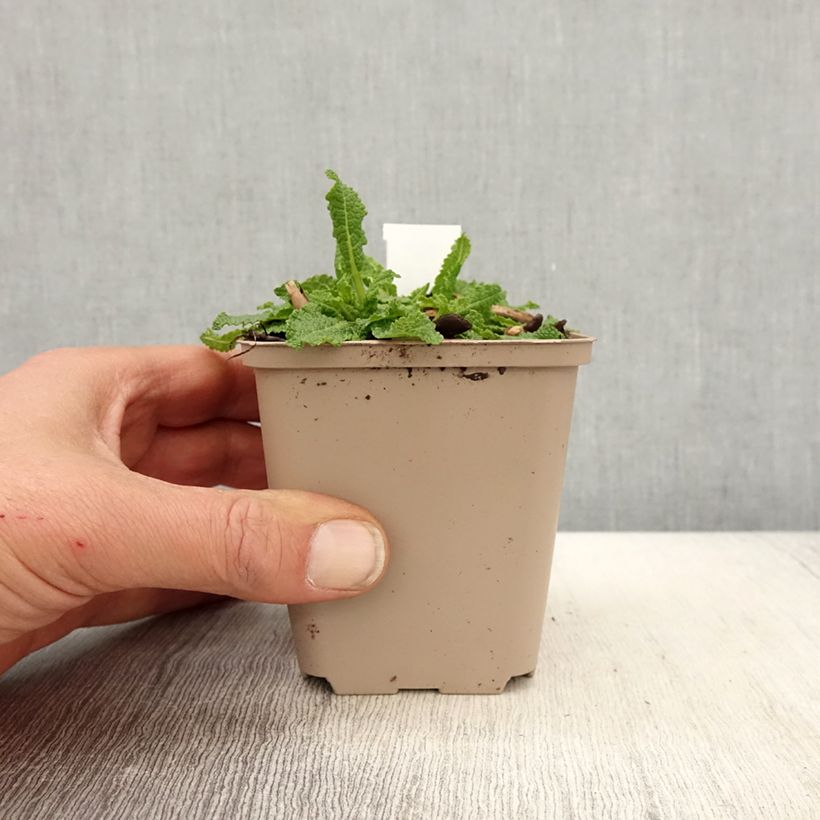 Exemplaar van Salvia nemorosa Bumblesnow - Bossalie Kweekpotje van 8/9 cm zoals geleverd in de lente