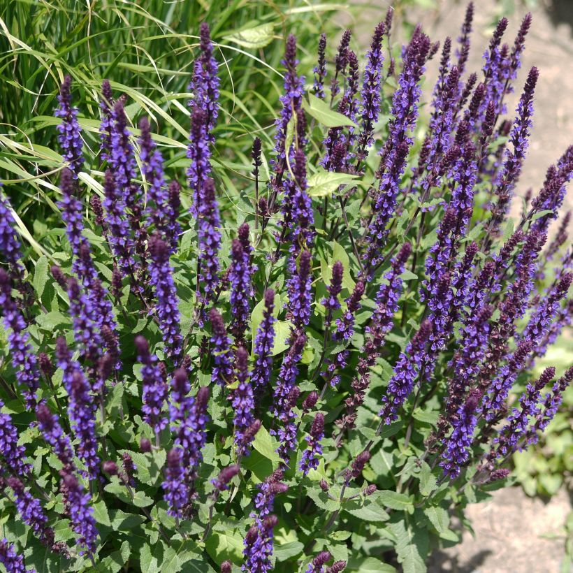 Salvia nemorosa Caradonna - Bossalie (Groeiplaats)