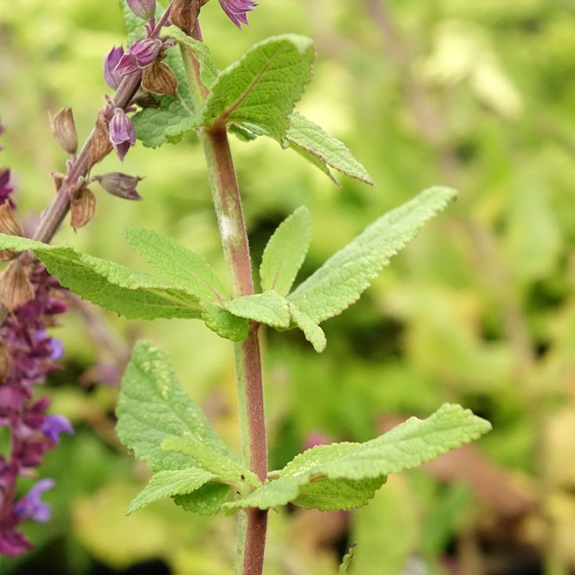 Salvia nemorosa Caradonna Compact - Bossalie (Blad)
